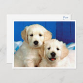 Golden Retriever Welpe Doppy Blank Postkarte (Vorne/Hinten)