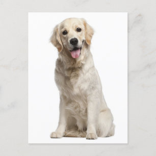 Golden Retriever Welpe Doppy Blank Postkarte