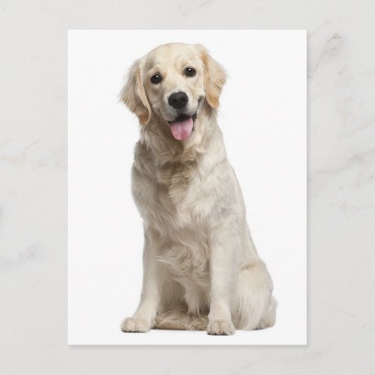 Golden Retriever Welpe Doppy Blank Postkarte (Vorderseite)