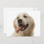 Golden Retriever Welpe Doppy Blank Postkarte (Vorne/Hinten)