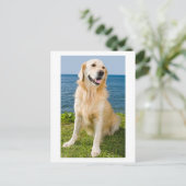 Golden Retriever Welpe Doppy Blank Postkarte (Stehend Vorderseite)