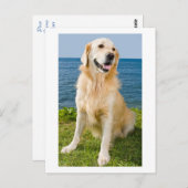Golden Retriever Welpe Doppy Blank Postkarte (Vorne/Hinten)