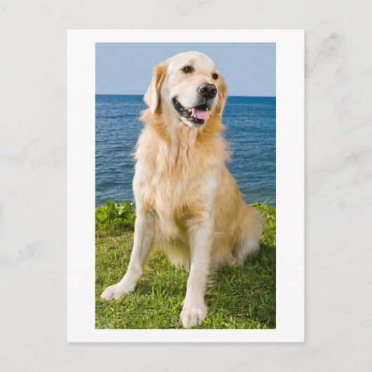 Golden Retriever Welpe Doppy Blank Postkarte (Vorderseite)