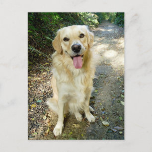 Golden Retriever Welpe Doppy Blank Postkarte