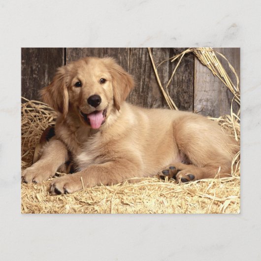 Golden Retriever Welpe Doppy Blank Postkarte (Vorderseite)