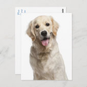 Golden Retriever Welpe Doppy Blank Postkarte (Vorne/Hinten)