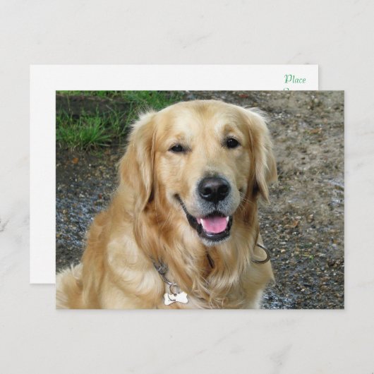 Golden Retriever Welpe Doppy Blank Postkarte (Vorne/Hinten)