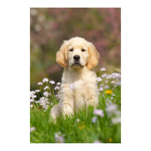 Golden Retriever Welpe ein niedlicher Goldie