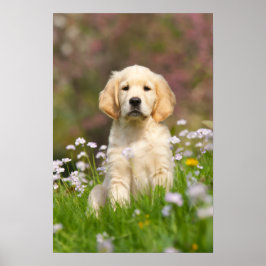 Golden Retriever Welpe ein niedlicher Goldie Poster