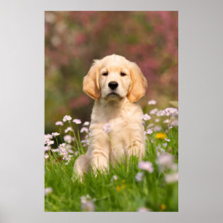 Golden Retriever Welpe ein niedlicher Goldie Poster