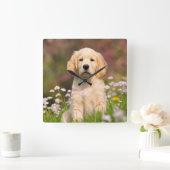 Golden Retriever Welpe ein niedlicher Goldie Quadratische Wanduhr (Zuhause)