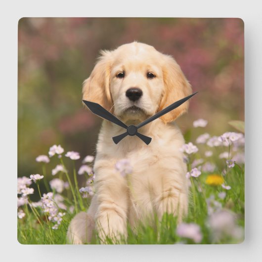 Golden Retriever Welpe ein niedlicher Goldie Quadratische Wanduhr (Vorderseite)