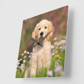 Golden Retriever Welpe ein niedlicher Goldie Quadratische Wanduhr (Winkel)