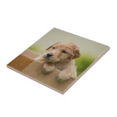Golden Retriever Welpe Fliese (Seite)