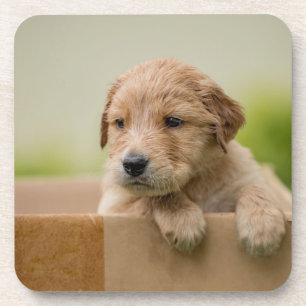 Golden Retriever Welpe Getränkeuntersetzer