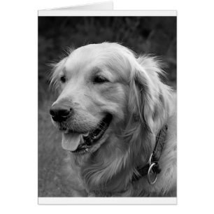 Golden Retriever Welpe Hund Blank