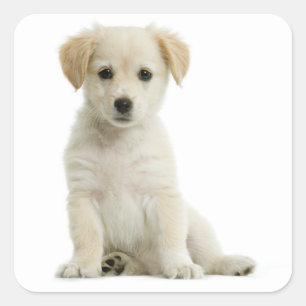 Golden Retriever Welpe Hundeaufkleber / Etikett /  Quadratischer Aufkleber