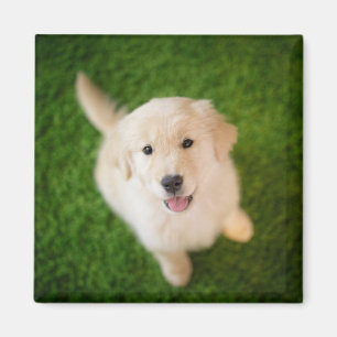 Golden Retriever Welpe im Gras Magnet