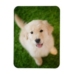 Golden Retriever Welpe im Gras Magnet