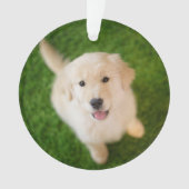 Golden Retriever Welpe im Gras Ornament (Vorderseite)