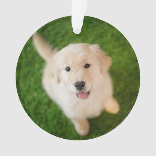 Golden Retriever Welpe im Gras Ornament (Vorderseite)