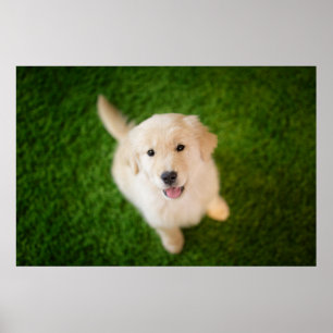 Golden Retriever Welpe im Gras Poster