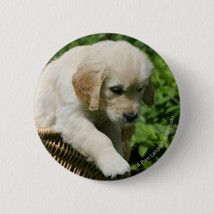 Golden retriever-Welpe im Korb Button