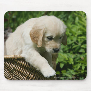 Golden retriever-Welpe im Korb Mousepad