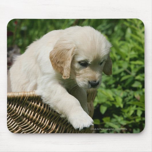 Golden retriever-Welpe im Korb Mousepad (Vorne)