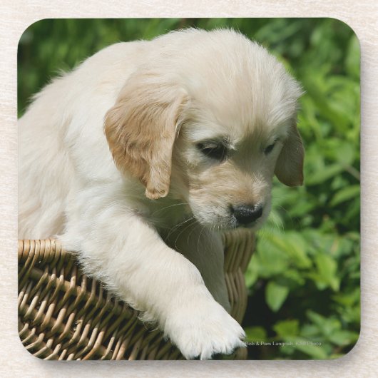 Golden retriever-Welpe im Korb Untersetzer (Vorderseite)