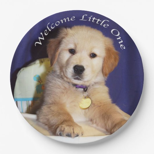 Golden retriever-Welpe im Pappteller (Vorderseite)