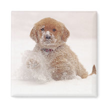 Golden Retriever-Welpe im Schnee