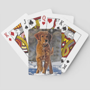 Golden Retriever Welpe im Schnee Spielkarten