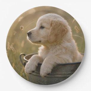 Golden Retriever-Welpe in einem Metall-Eimer Pappteller