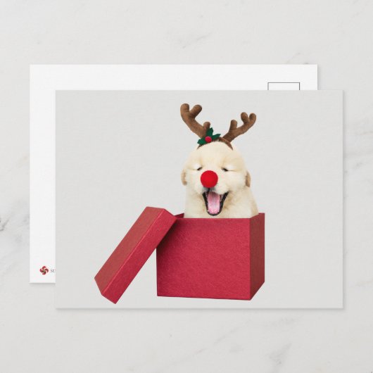 Golden Retriever Welpe in Roter Geschenkboxen Postkarte (Vorne/Hinten)