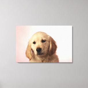 Golden retriever-Welpe Leinwanddruck