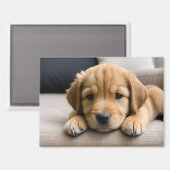 Golden Retriever Welpe Magnet (Vorderseite/Rückseite)