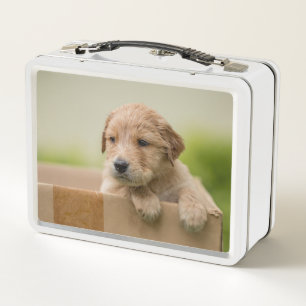 Golden Retriever Welpe Metall Brotdose