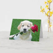 Golden Retriever Welpe mit Rote Rose Karte (Gelbe Blume)