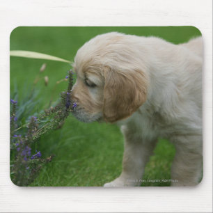 Golden retriever-Welpe Mousepad