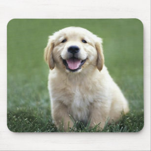 Golden retriever-Welpe Mousepad