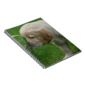 Golden retriever-Welpe Notizblock (Rechte Seite)
