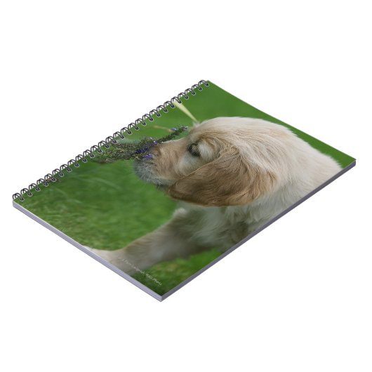 Golden retriever-Welpe Notizblock (Linke Seite)