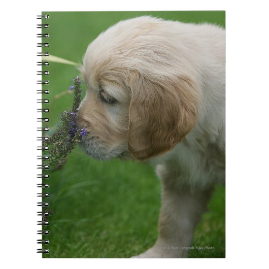 Golden retriever-Welpe Notizblock (Vorderseite)