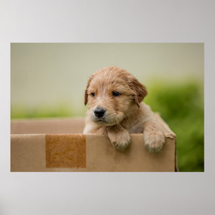 Golden Retriever Welpe Poster