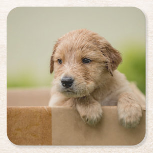 Golden Retriever Welpe Rechteckiger Pappuntersetzer