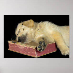 Golden Retriever Welpe schlafen im Buch Poster
