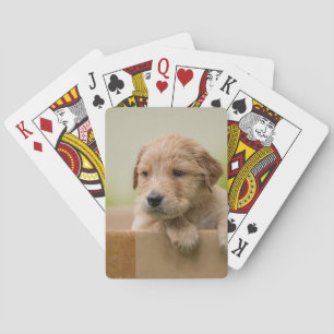 Golden Retriever Welpe Spielkarten