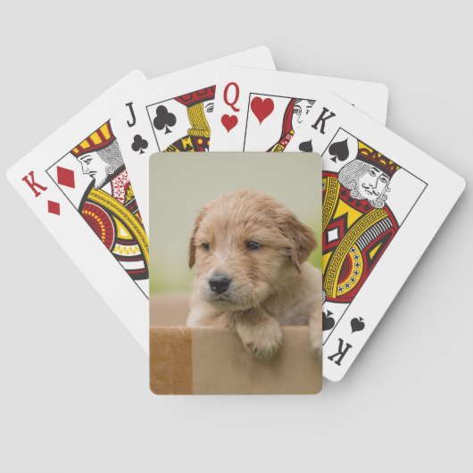 Golden Retriever Welpe Spielkarten (Rückseite)
