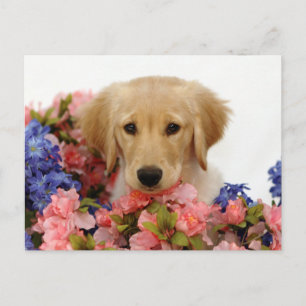 Golden Retriever Welpe und Blume Postkarte